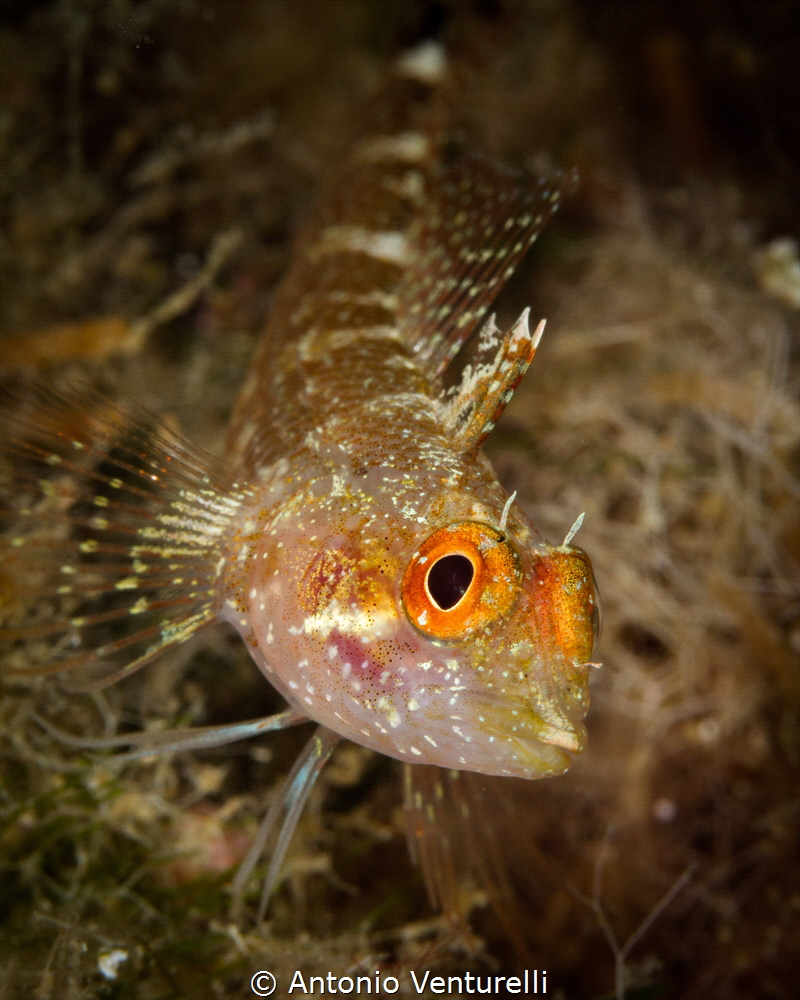 Tripterygion fish_2022
(Canon100,1/250,f16,iso400) by Antonio Venturelli 