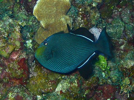 Black Durgon from Grand cayman with nice diamond patterns... by Brian Mayes 
