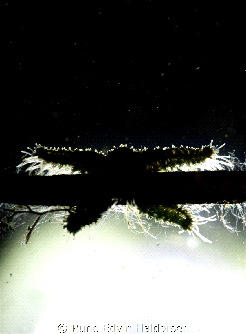 A small sea star is climbing a "dead man's rope" by Rune Edvin Haldorsen 