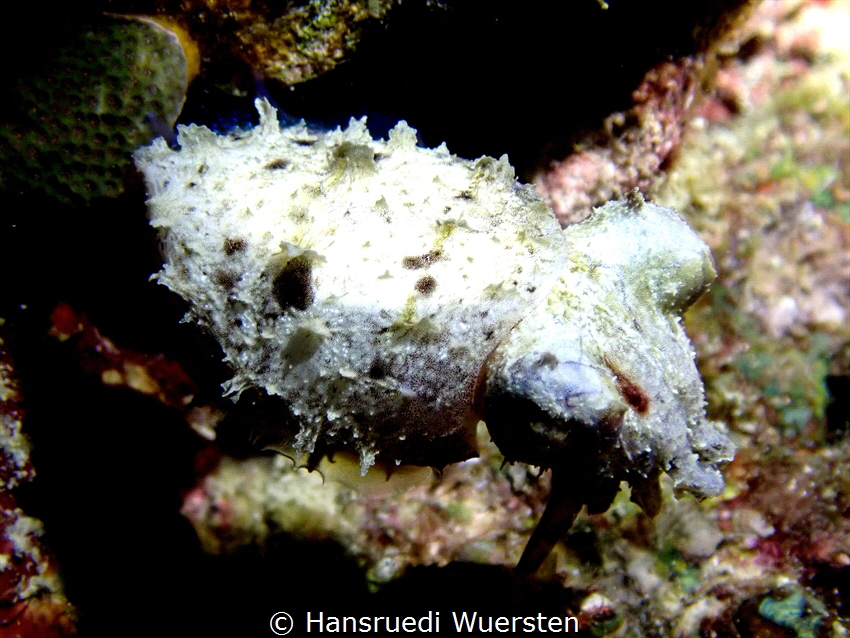 Sepia latimanus (Reef cuttlefish) all white.(Nightdive) by Hansruedi Wuersten 