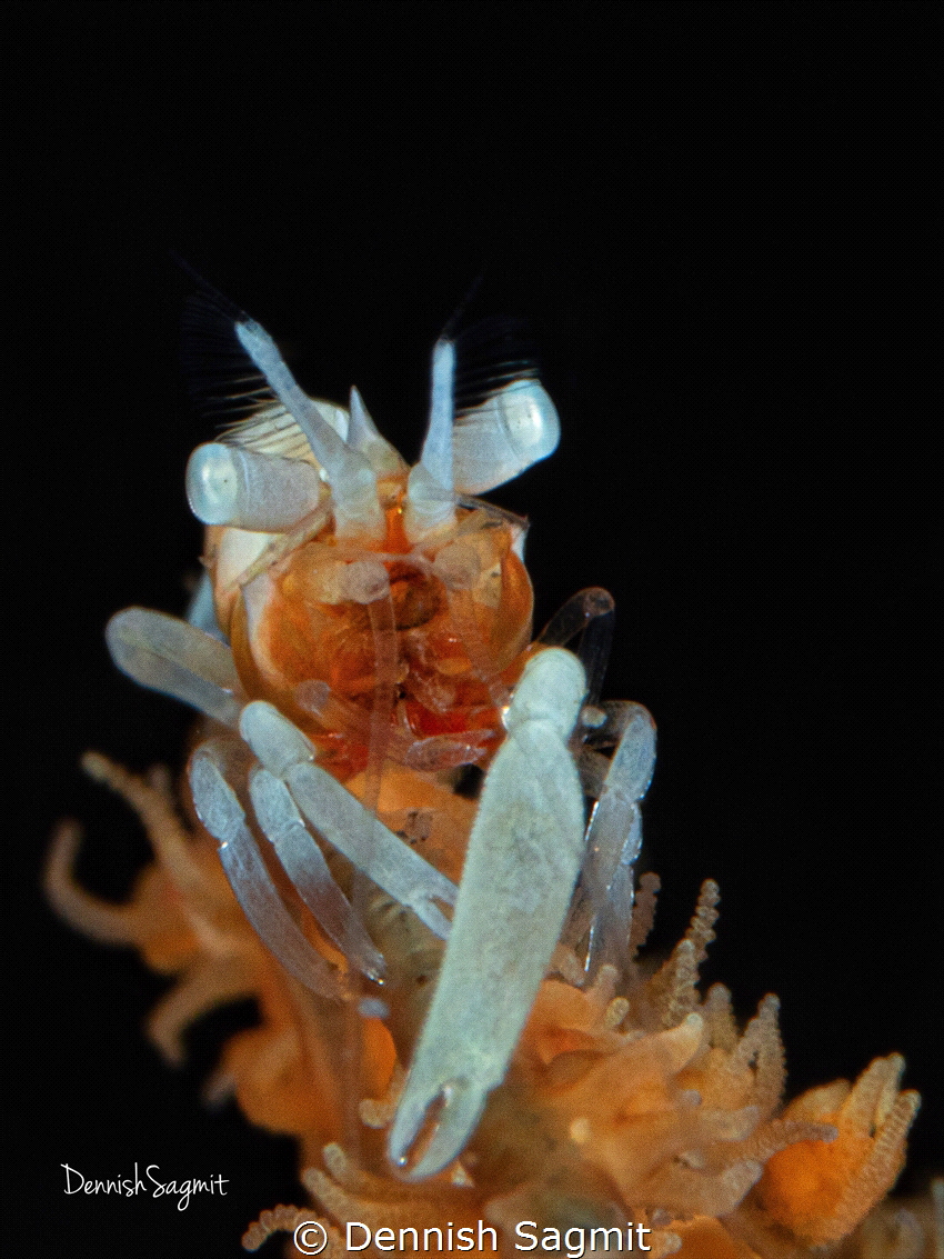 Zanzibar Shrimp. Taken last September 10 in Misamis orien... by Dennish Sagmit 