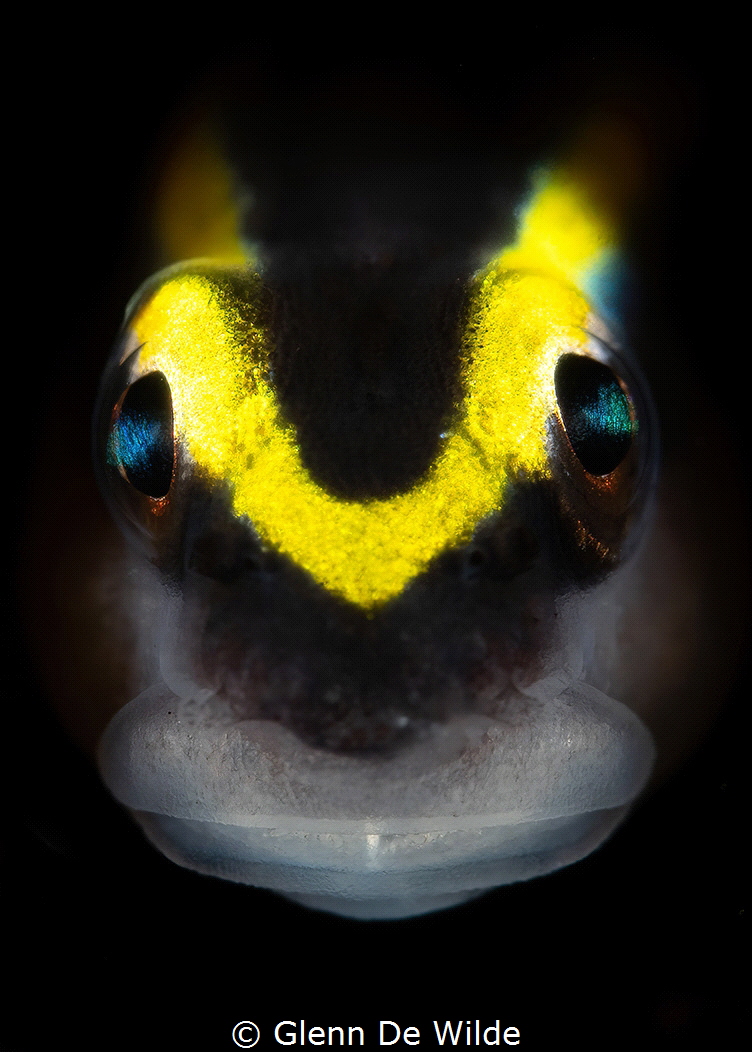 Goby/Bonaire by Glenn De Wilde 