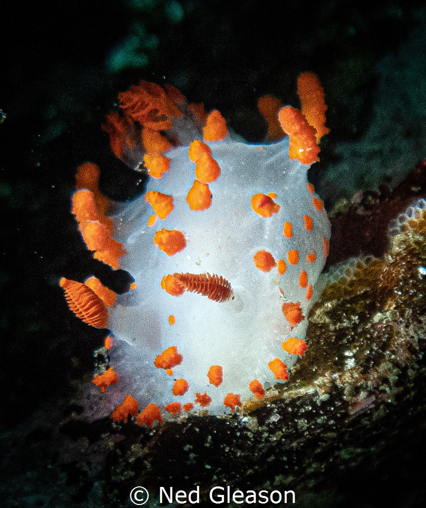 Clown dorid by Ned Gleason 