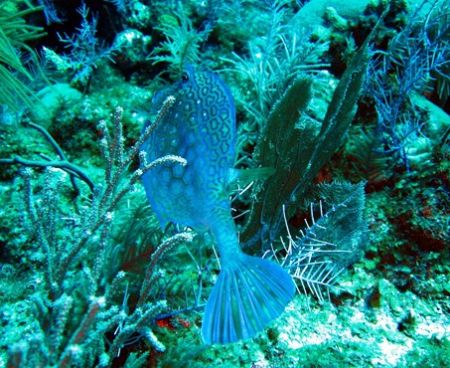 Taken August 2006 at East end of Grand Cayman with a Cano... by Bonnie Conley 