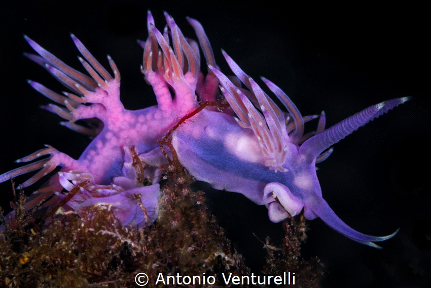 Purple nudibranch(Flabellina affinis)_2022
(Canon100,1/2... by Antonio Venturelli 