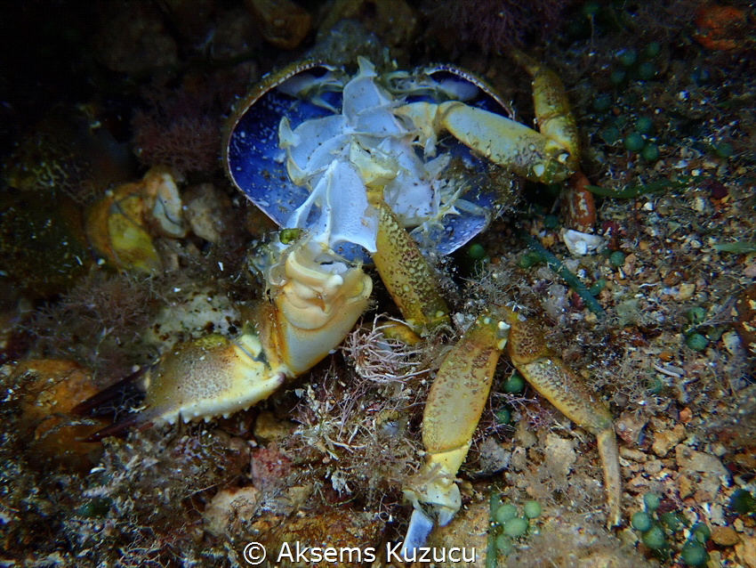 Poor crab by Aksems Kuzucu 