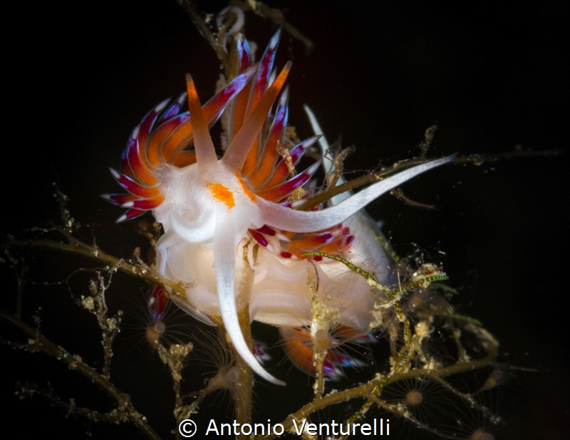 The elegance of Cratena nudibranch_2022
(Canon100,1/200,... by Antonio Venturelli 