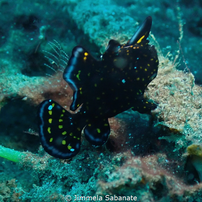 Frog Fish by Jimmela Sabanate 