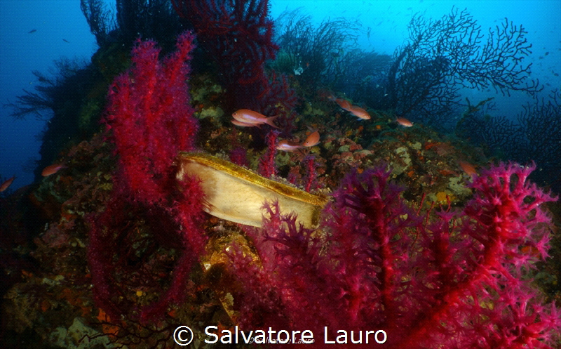 The circle of life. a shark egg, Galeus melastomus, it's ... by Salvatore Lauro 