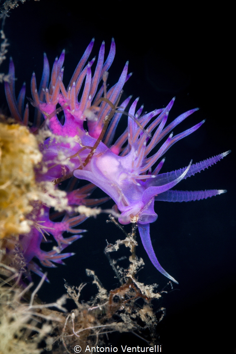 Flabellina affinis_2022
(Canon100,1/200,f22,iso400) by Antonio Venturelli 