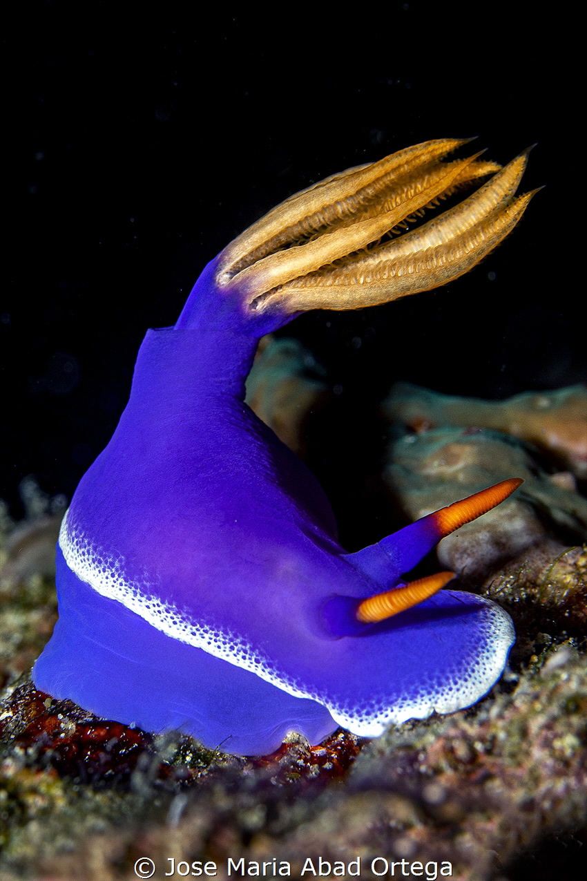 Hypselodoris apolegma by Jose Maria Abad Ortega 