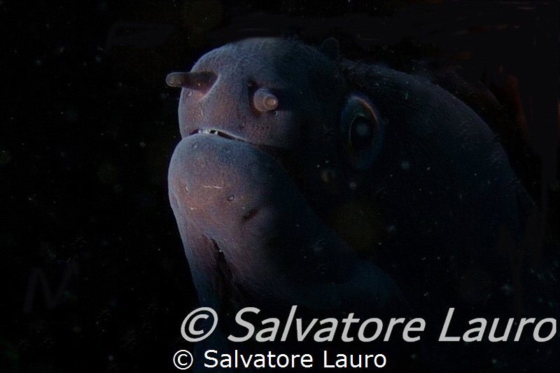 The hidden beauty.
I have always been fascinated by the ... by Salvatore Lauro 