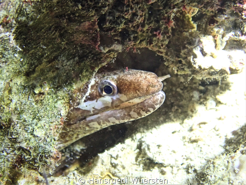 Muray Eel by Hansruedi Wuersten 