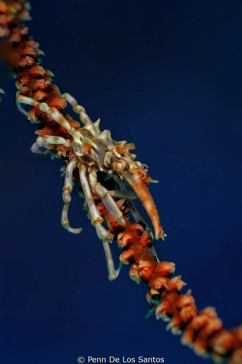 Xeno crab by Penn De Los Santos 