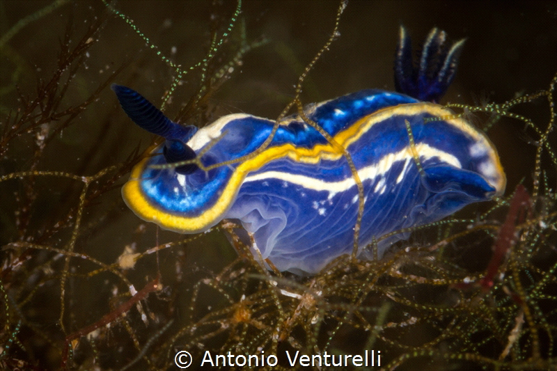 Hypselodoris tricolor nudibranch_2022 
(Canon100,1/200,f... by Antonio Venturelli 