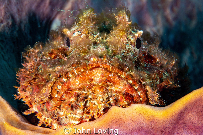 Scorpion fish in St Eustatia by John Loving 