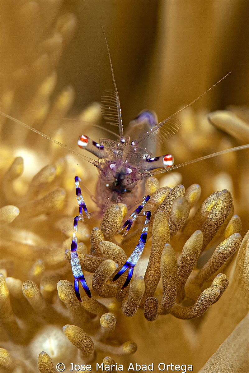 Sarasvati Anemone Shrimp (Periclimenes sarasvati) by Jose Maria Abad Ortega 