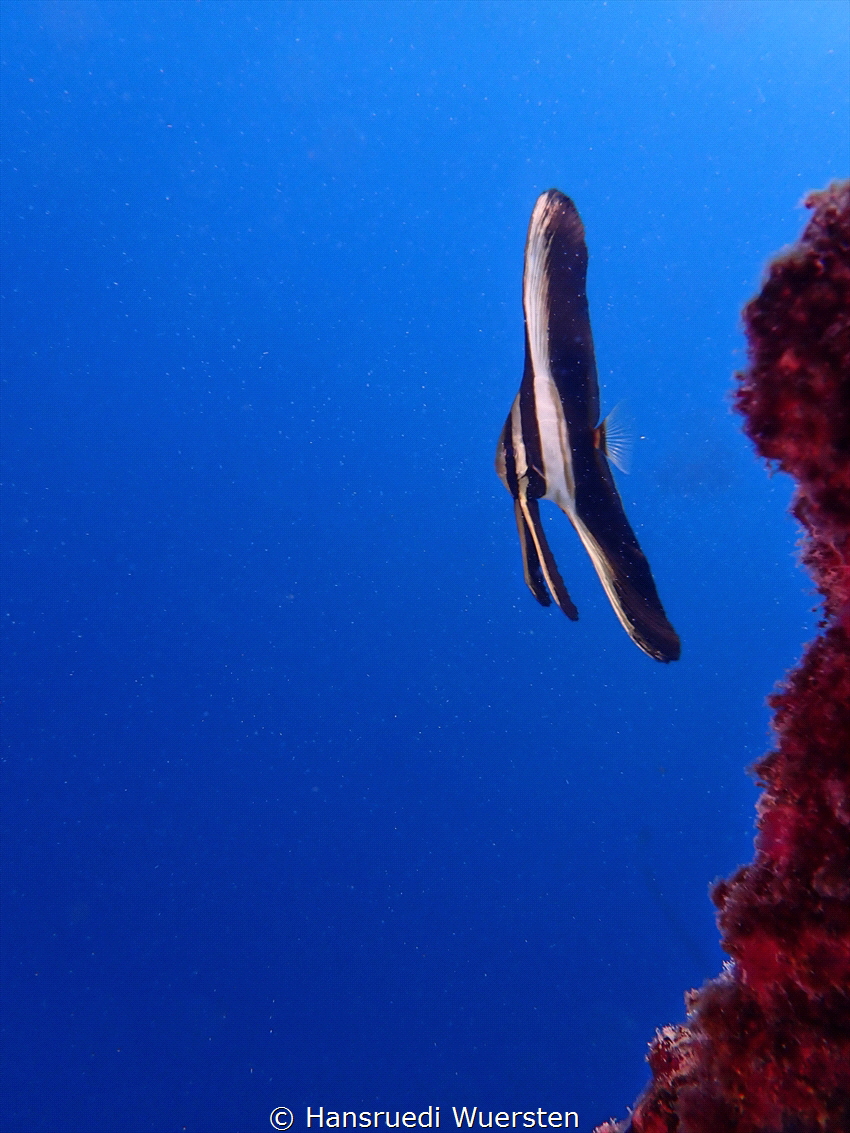 Juvenile batfish go in blue by Hansruedi Wuersten 