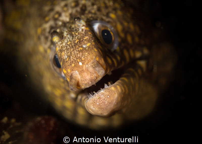 Lentiginous moray eel_2022
(Canon100,1/250,f10,iso200) by Antonio Venturelli 
