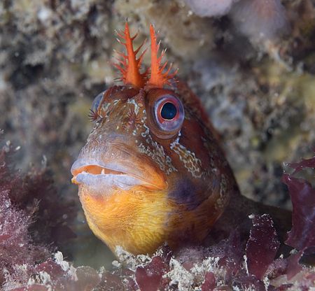Tompot blenny. North Wales. by Derek Haslam 