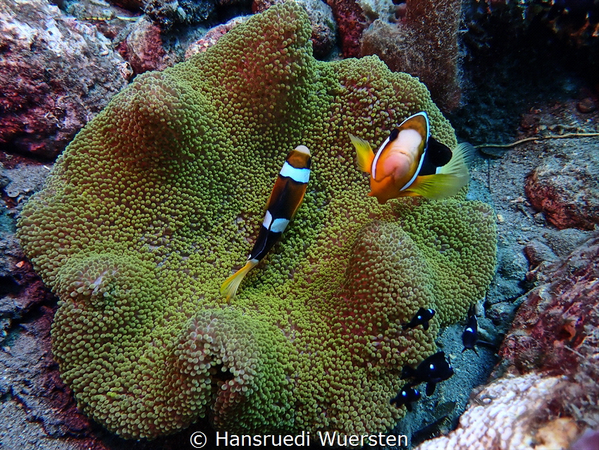 Clownfish dont like get 
photographed by Hansruedi Wuersten 