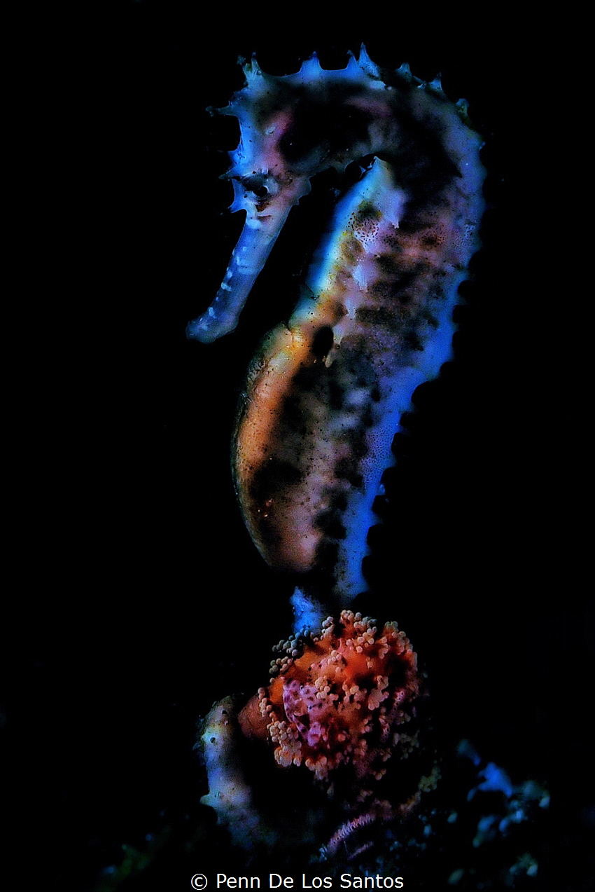Backlit Seahorse. by Penn De Los Santos 