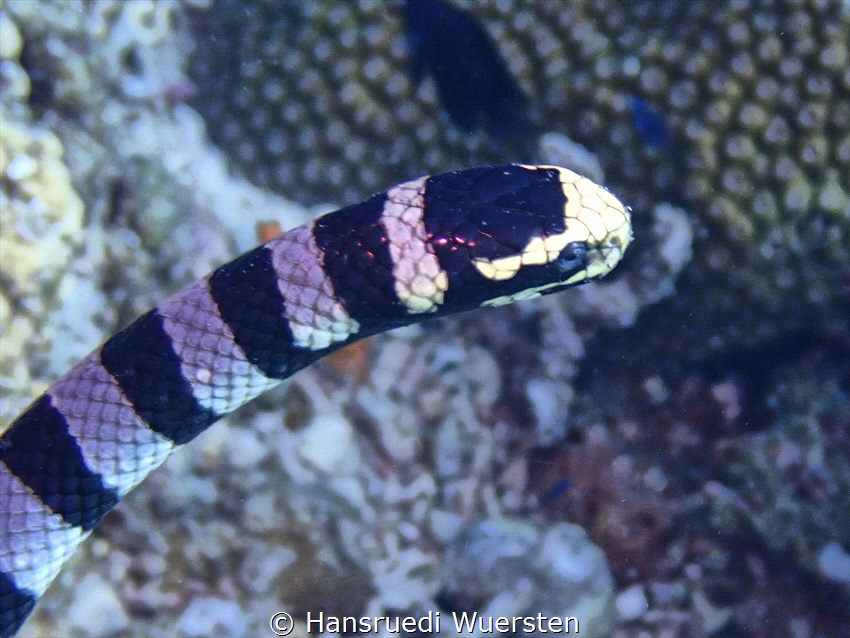 Banded sea snake venomous by Hansruedi Wuersten 