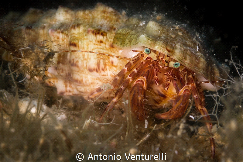 Hermit crab peering out the door_2022
(Canon100,1/250,f1... by Antonio Venturelli 