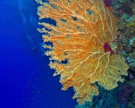 Pretty large fan off the wall of little brother, Red sea ... by Malcolm Nimmo 