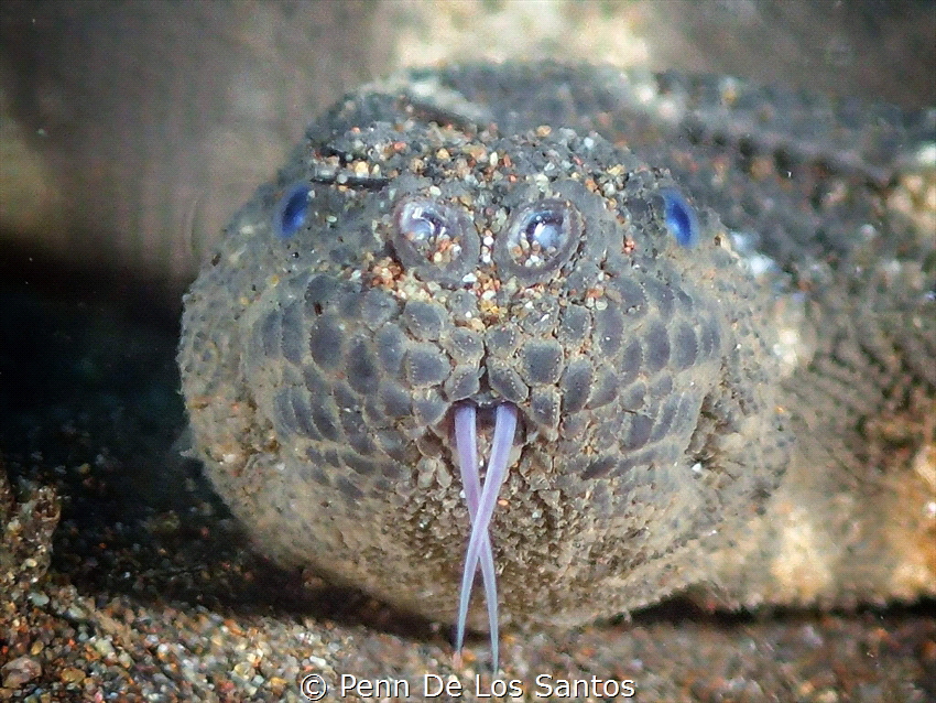 Tongue out by Penn De Los Santos 