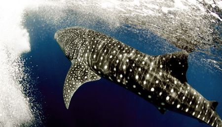 My old friend! Maldives 2006, Nikkor 10.5mm. by Chris Wildblood 