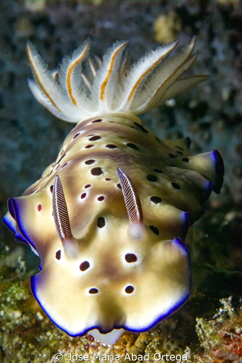 Hypselodoris tryoni by Jose Maria Abad Ortega 