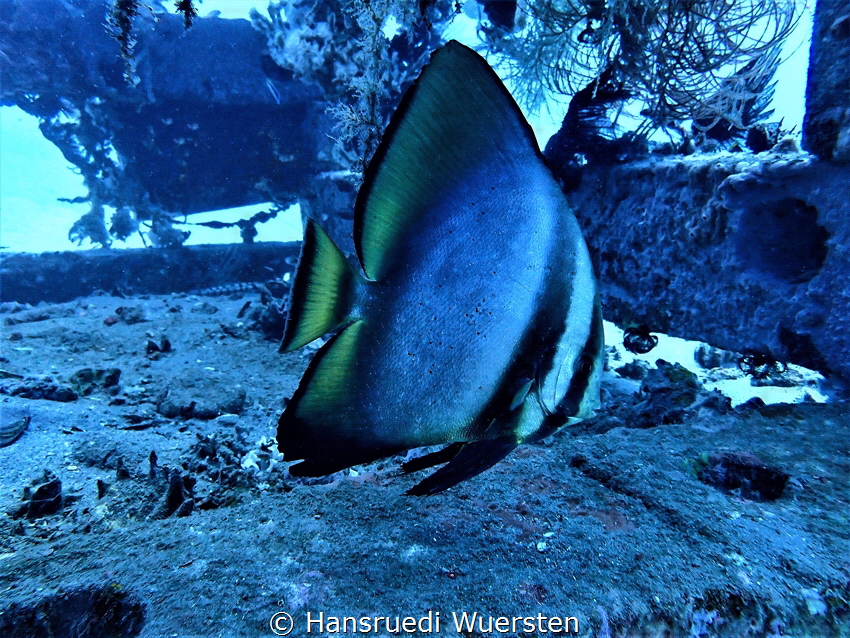 Batfish (Myliobatis californicus) by Hansruedi Wuersten 