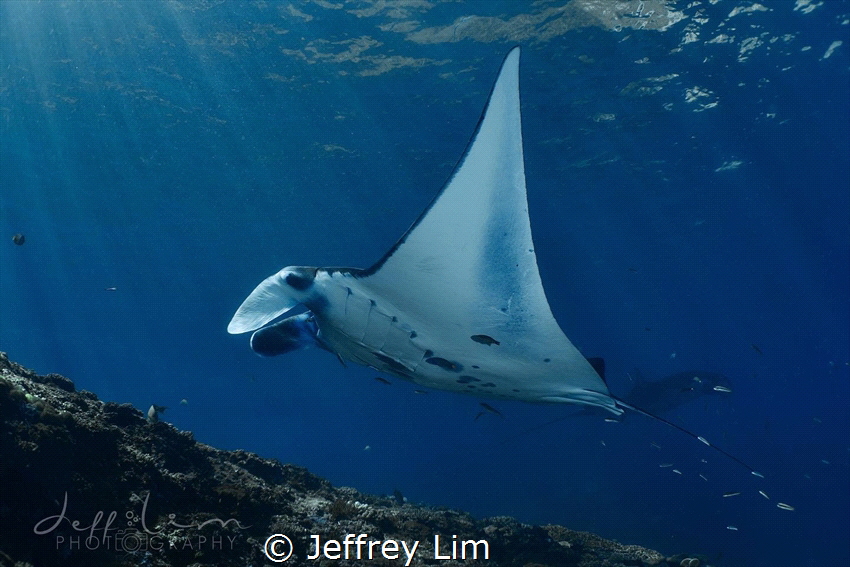 Manta Ray at Nusa Penida by Jeffrey Lim 