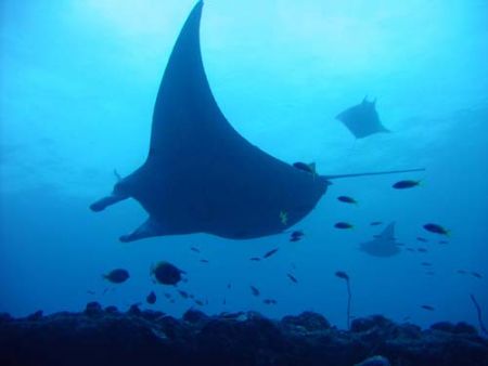 3 Manta's by Adrian Newell 