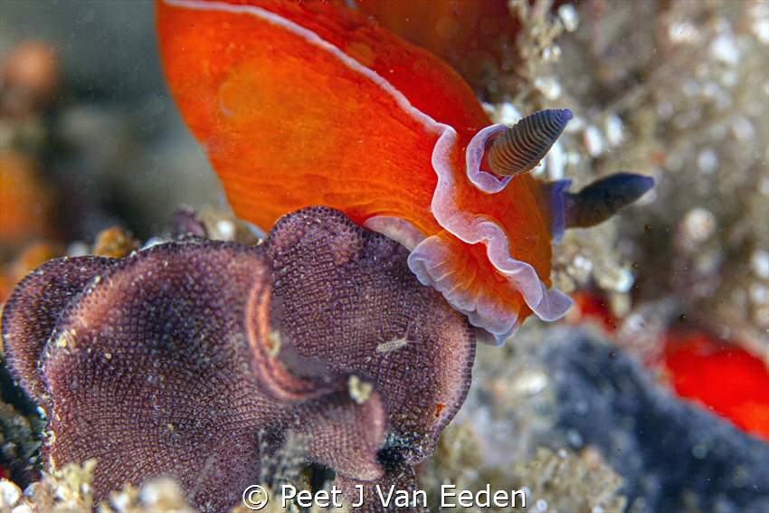 Face to Face by Peet J Van Eeden 