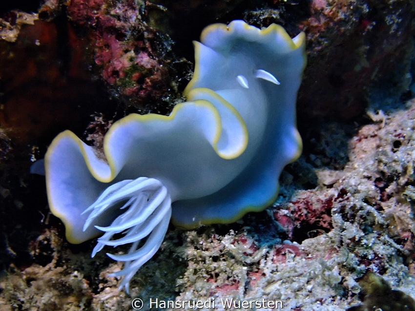 Nudibranch by Hansruedi Wuersten 