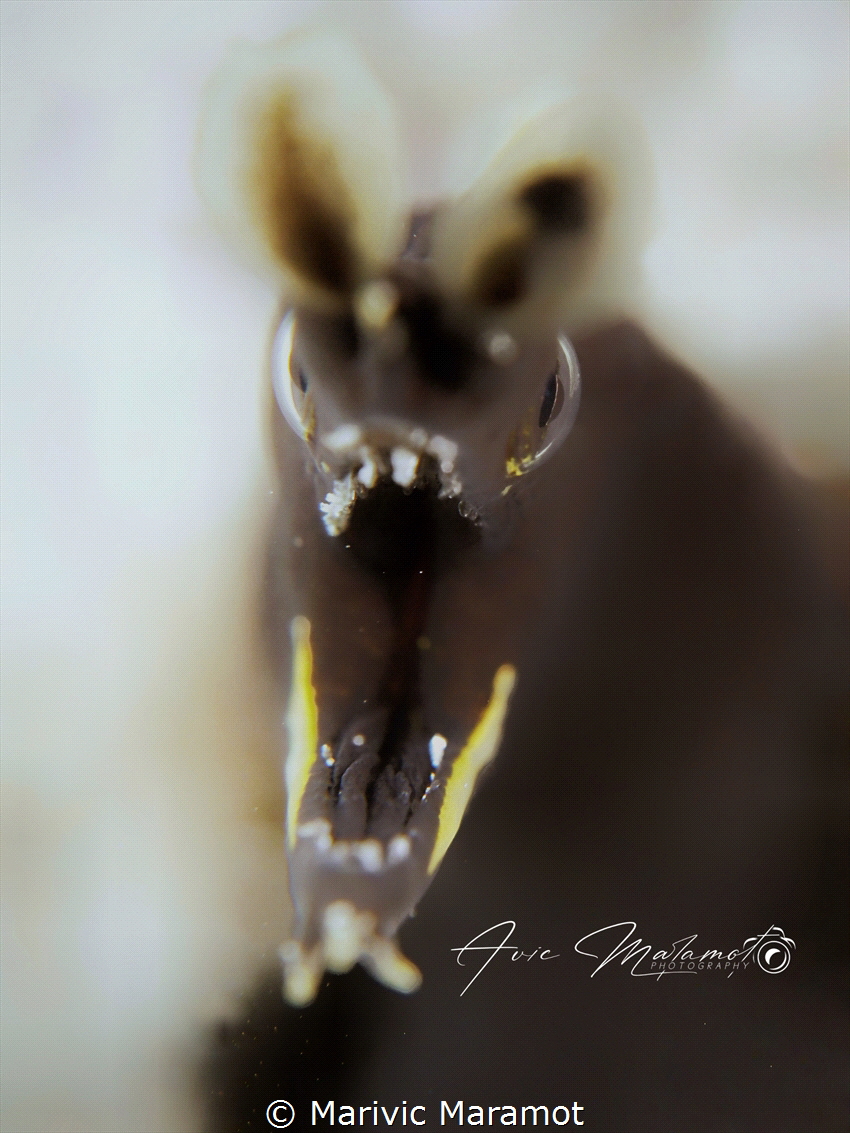 Olympus EM1X by Marivic Maramot 