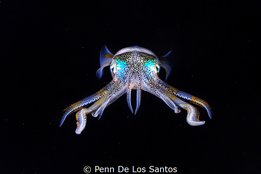 Squid photo from a bonfire dive in Anilao. by Penn De Los Santos 