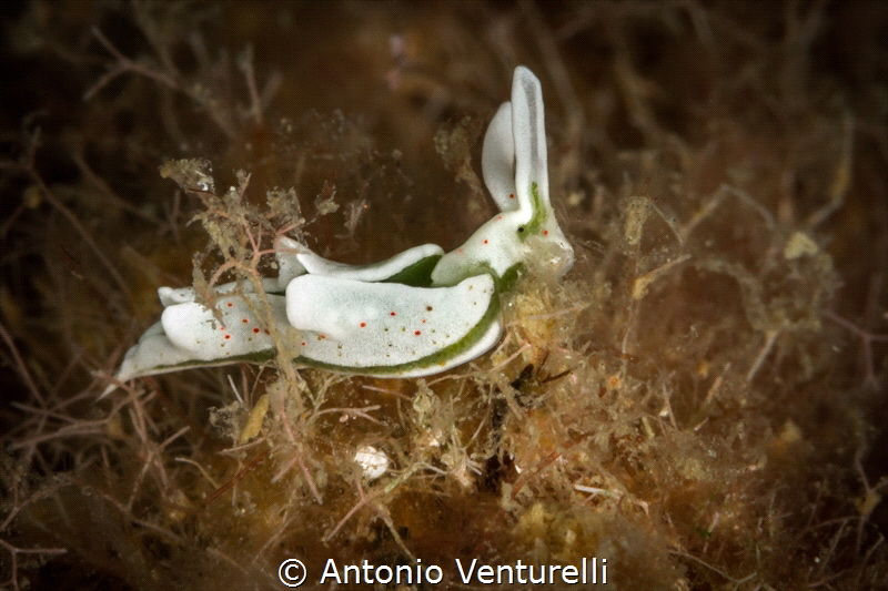 Elysia timida_2022
(Canon100,1/200,f18,iso400) by Antonio Venturelli 