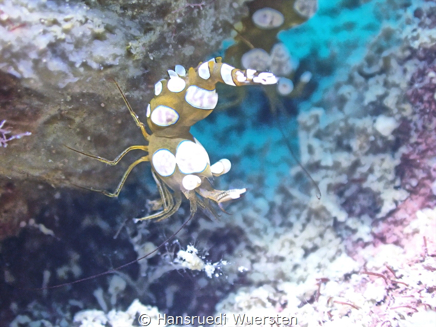 Sexy Shrimp Thor amboinensis by Hansruedi Wuersten 