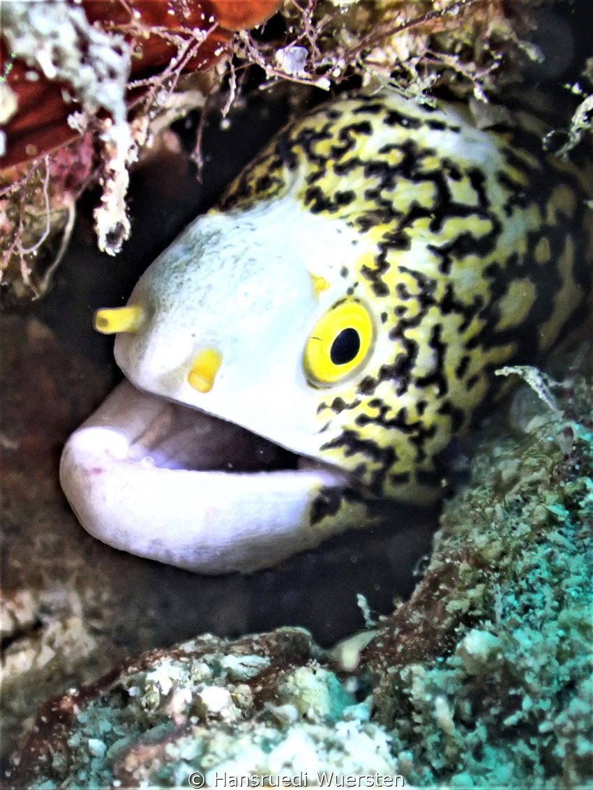 Snowflake Moray Echidna nebulosa (poisonous) by Hansruedi Wuersten 