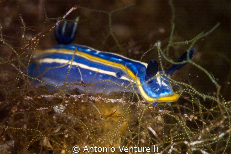 Hypselodoris tricolor_2022
(Canon100,1/250,f16,iso200) by Antonio Venturelli 