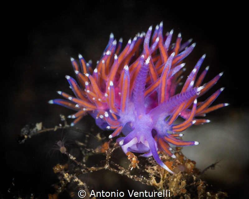 Flabellina_2022
(Canon100,1/200,f25,iso400)
 by Antonio Venturelli 