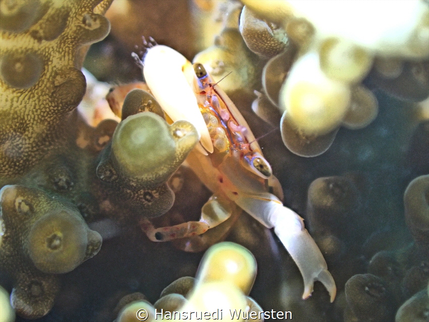 Crab looks into the lens by Hansruedi Wuersten 