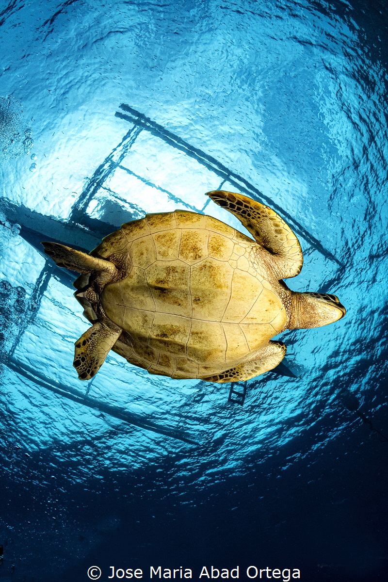 Turtle swimming under the sun by Jose Maria Abad Ortega 