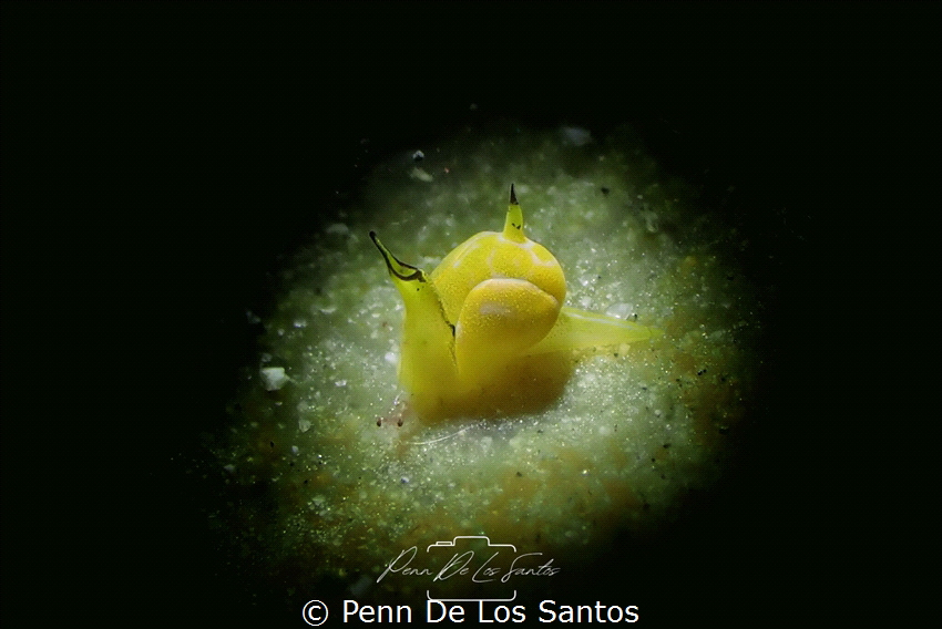 Siphopteron dumbo by Penn De Los Santos 