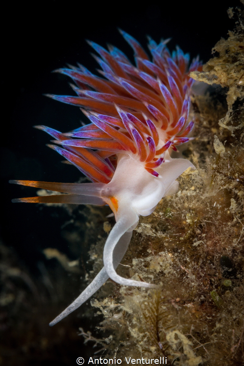 Cratena peregrina_2022
(Canon100,1/250,f22,iso400) by Antonio Venturelli 