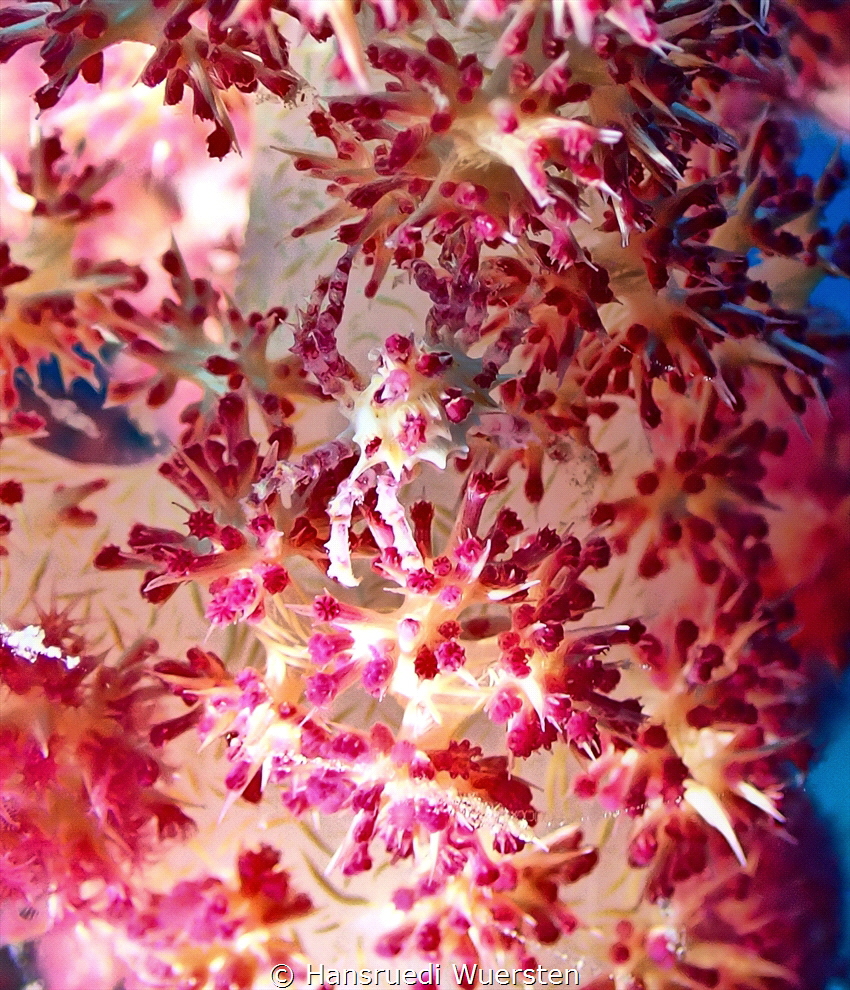 Perfectly camouflaged candy crab by Hansruedi Wuersten 