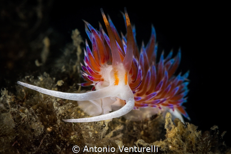 Cratena nudibranch, alway fascinating for intense orange ... by Antonio Venturelli 